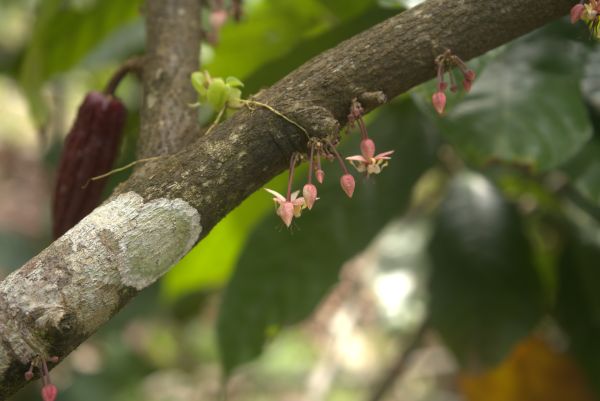 Cacao plants in the Ecuadorian Amazon